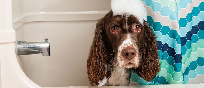 Fellpflege bei langhaarigen Hunden tierisch wohnen