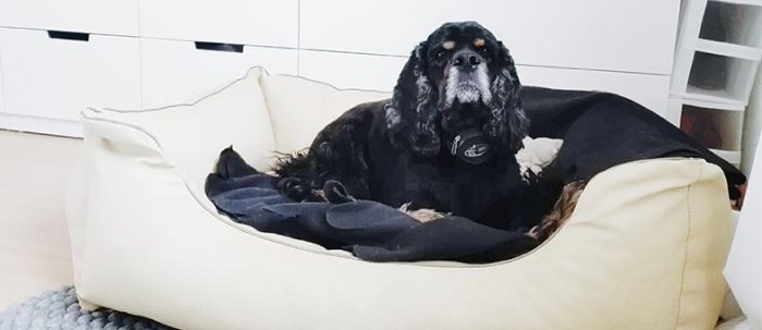 Einem Hund beibringen, wo sein Platz ist tierisch wohnen