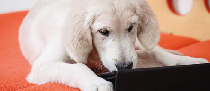 Die besten Apps & Gadgets für Hunde(besitzer) tierisch