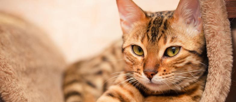 7 Tipps: Bengalkatzen Fellpflege und Haltung | tierisch wohnen