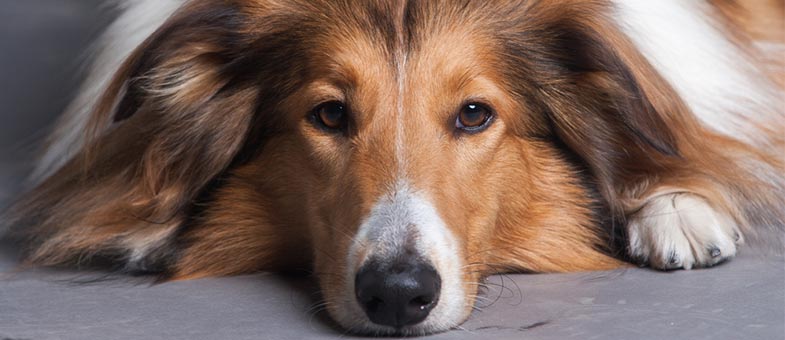 Fellpflege beim Langhaarcollie tierisch wohnen