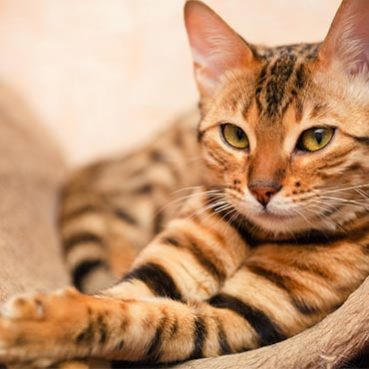 7 Tipps Bengalkatzen Fellpflege Und Haltung Tierisch Wohnen