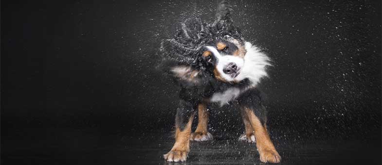 Hund Kommando &quot;Schütteln&quot; beibringen tierisch wohnen