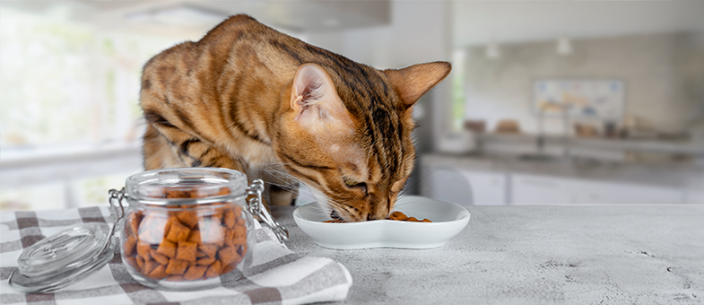 Eine Katze frisst aus einem Napf.