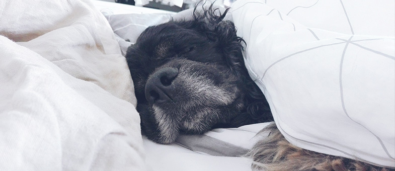 Wie viel Schlaf benötigt ein Hund? tierisch wohnen