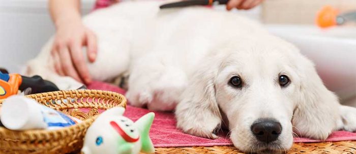 Fellpflege Hund Tipps für glänzendes Fell tierisch wohnen