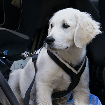 Autofahren Mit Hund So Sicherst Du Deinen Hund I Tierisch Wohnen